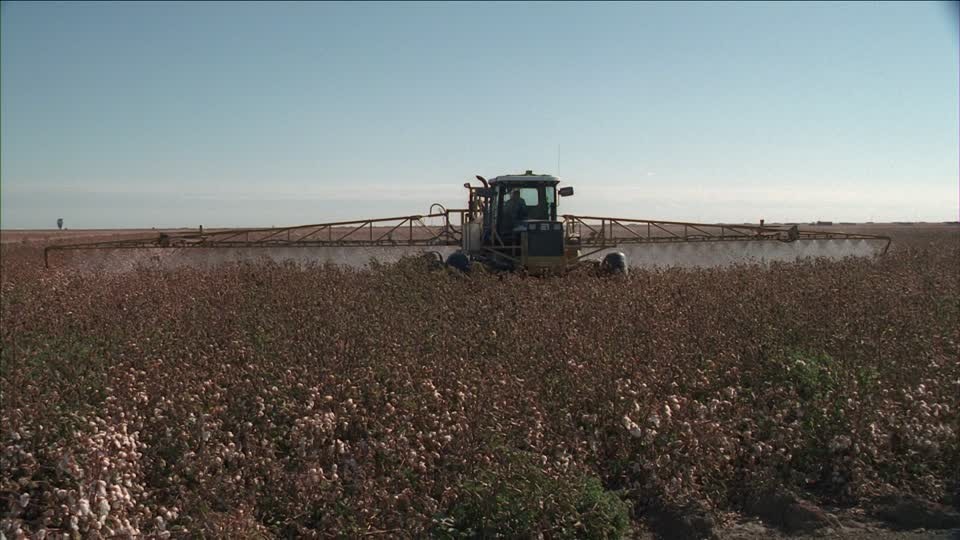 Spray de pesticides sur du coton